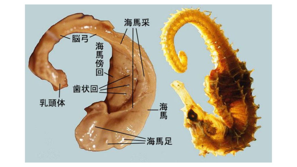 海馬とは何ですか？